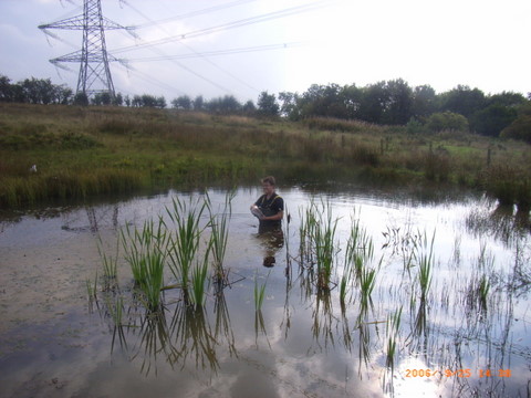 great crested newts - up to your waist